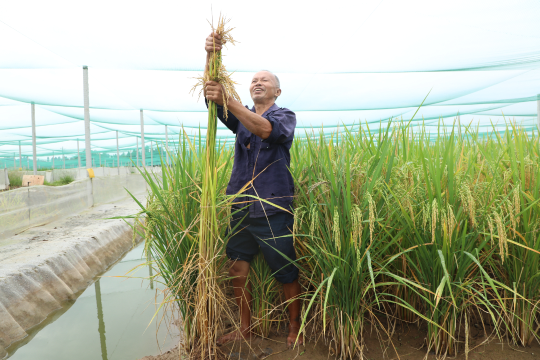 当地村民与巨型稻“比身高”。