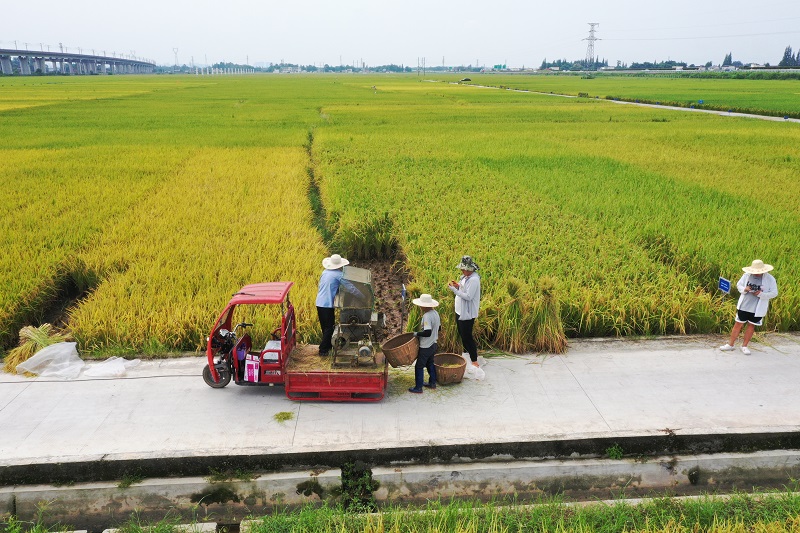  “科技小院”的研究生正在组织水稻测产现场取样。