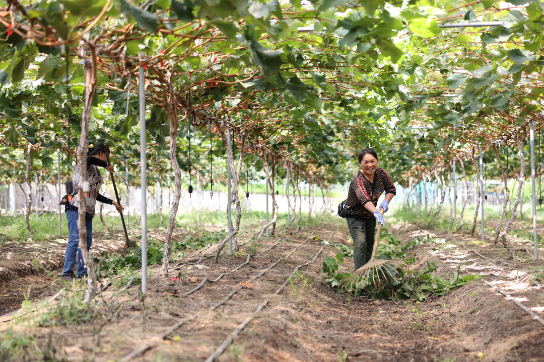 公义镇的葡萄园内，果农们正在进行清园管理工作。