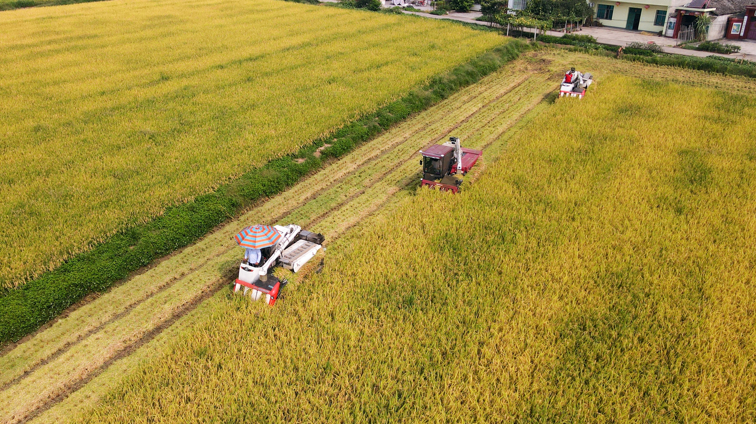 彭山区天府粮仓数智水稻示范基地丰收航拍。 眉山日报全媒体记者 杨鹏 摄