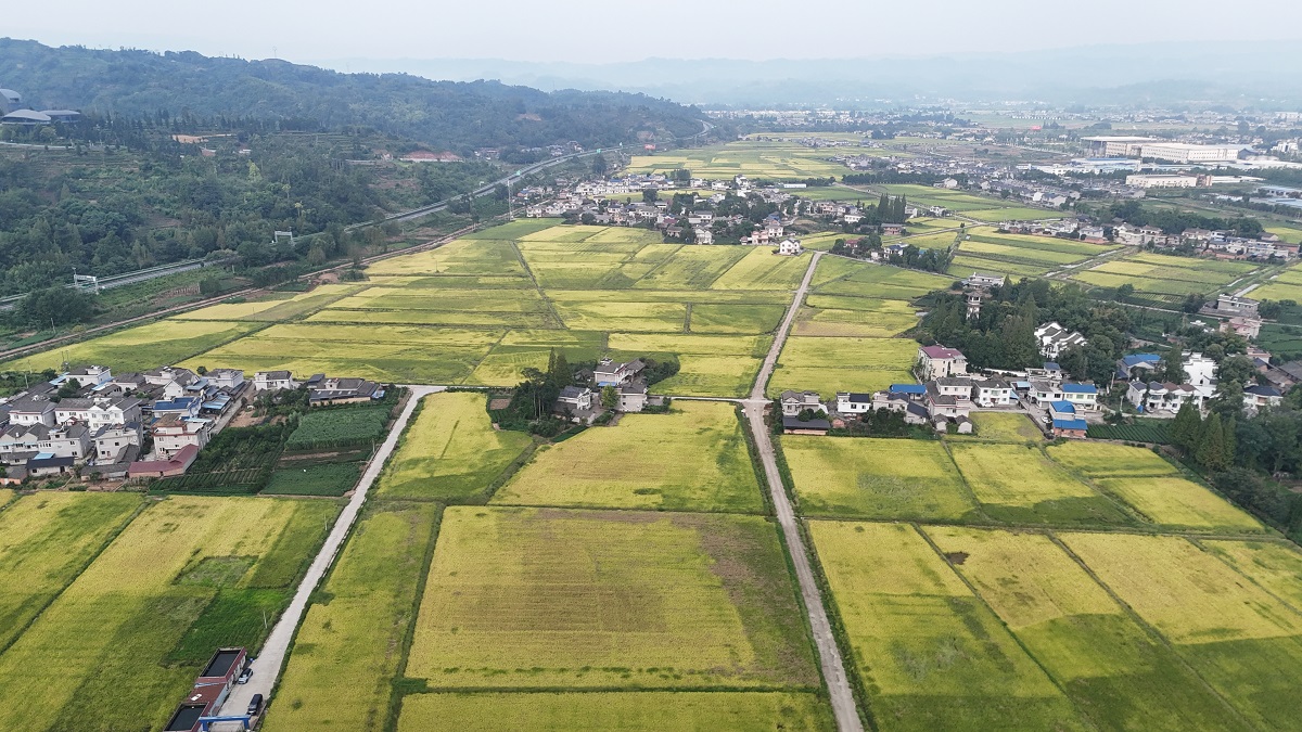  青衣江流域粮食现代农业园区止戈安宁万亩示范区一角