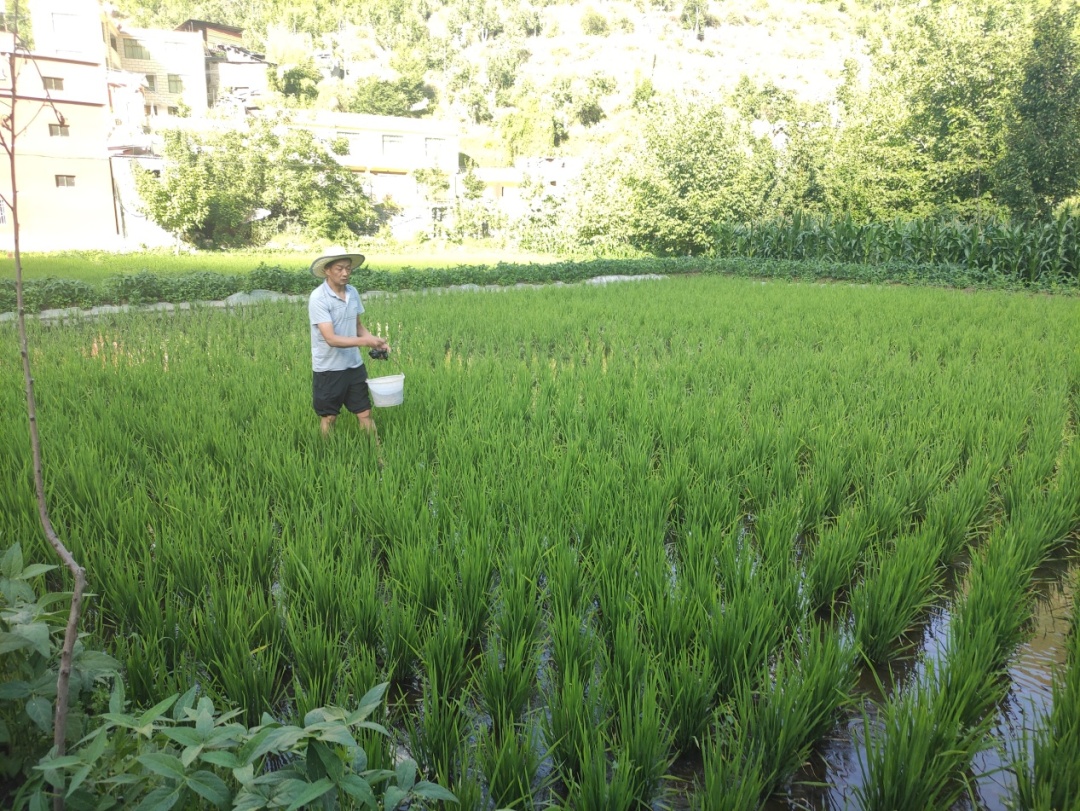 东坡区为金川县提供红米水稻技术指导。.jpg